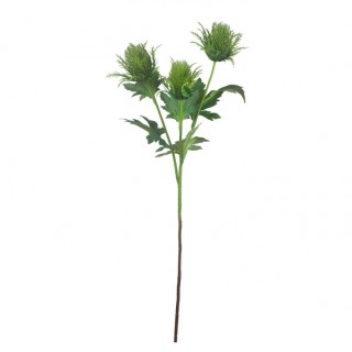 Dipsacus в зелен цвят 67 см